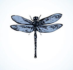 Dragonfly. Vector drawing