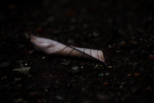 Dried Leaves Fall On The Ground At Night