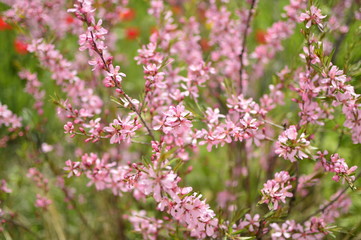 flowers in garden