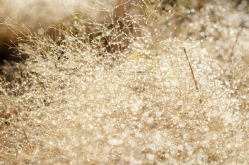 Bokeh pattern and water droplets on the blurred grass