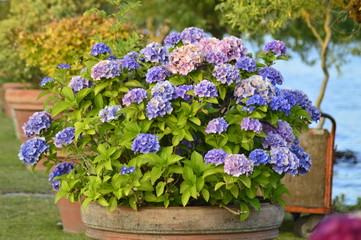 Fototapeta na wymiar blue flowers in a pot