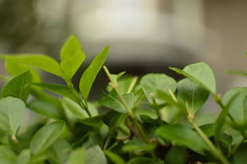 green leaves in spring