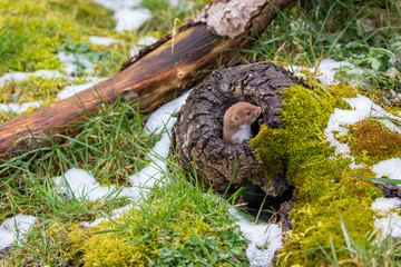 Weasel or Least weasel (mustela nivalis) in the snow