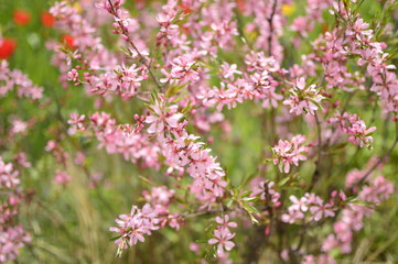 spring flowers in the garden