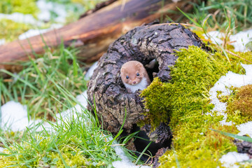 Weasel or Least weasel (mustela nivalis) in the snow