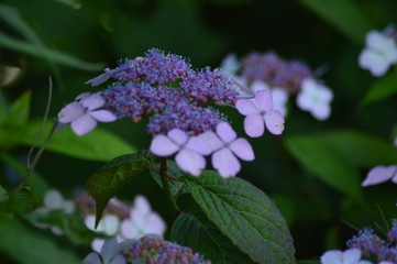 spring flowers in the garden