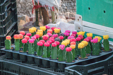 Beautiful Colorful Gymnocalycium mihanovichii grafted cactus  cactus on pot in the garden.Selective focus Gymnocalycium grafted cactus or moon cactus.