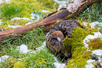Weasel or Least weasel (mustela nivalis) in the snow