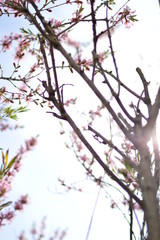 flowers in the garden