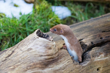 Weasel or Least weasel (mustela nivalis) in the snow