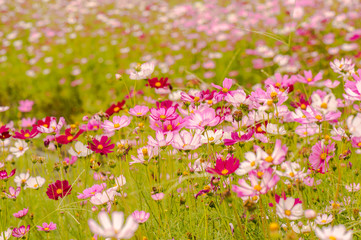 Obraz na płótnie Canvas Colorful flowers 10