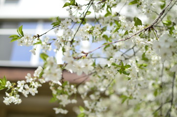 flowers in the garden