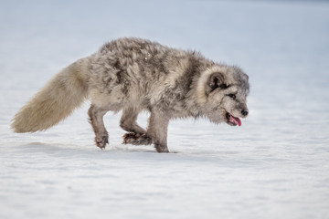 Beautiful arctic fox, standing on a hill in the snow, winter, Canada