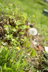 flowers in the garden