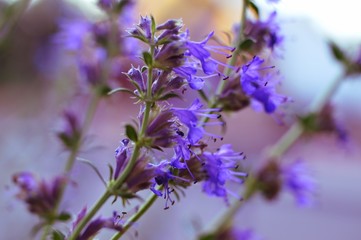 flowers in the garden