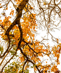 Under deciduous trees 2