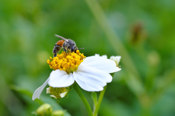 Closeup bee that is sticking to the pollen
