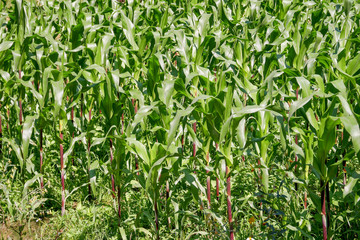 green field of corn growing up in farm