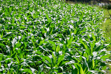 green field of corn growing up in farm