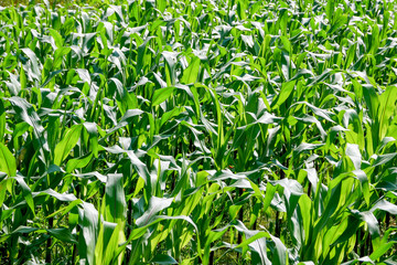 green field of corn growing up in farm