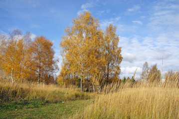 Obraz premium mellow autumn