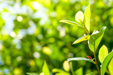 Natural green plants background or wallpaper. nature view of green leaf in garden at summer under sunlight