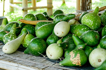 Group of fresh ripe green Melon plant