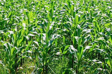 Fototapeta premium green field of corn growing up in farm