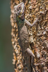 Mui Ne, Vietnam - a small fishermen village, Mui Ne is a hidden gem of the South Coast, and its countryside is fulfilled with a stunning wildlife