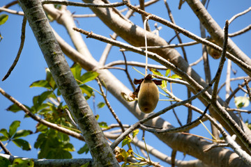 African baobab fruit or Monkey bread