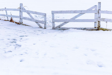 Winter fence in Norway