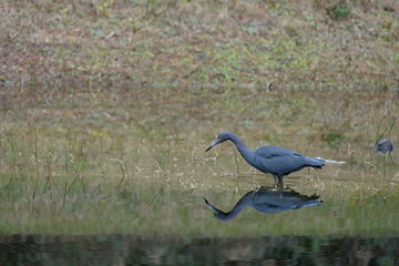 Beautiful Heron