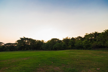 Sunset in city public park with tree