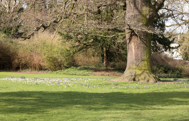 Spring View of Tree Trunk and Crocuses Flowers are Around it on Sunny Day. Concept: Spring Time Outdoor.