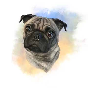 Cute Pug Dog on watercolor background. Watercolor Animal collection: Dogs. Dog Pug Portrait - Hand Painted Illustration of Pets. Good for banner, T-shirt, card.