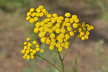 The fly collects nectar on the flowers of tansy
