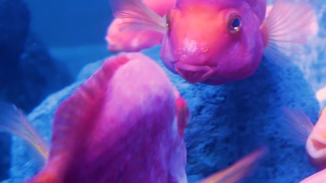 Red blood parrot cichlids playing with each other. Close up