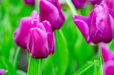 Purple tulips with blurred pattern background