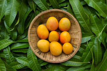 Ripe yellow mango in basket on tropical green leaf background, top view