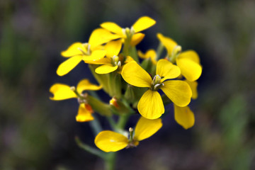 Yellow Flowers