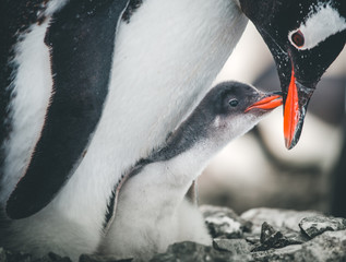 Close-up adult and baby penguins. Antarctica wildlife. The mother penguin cares about the child....