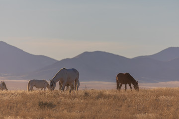 Fototapeta na wymiar Herd of Wild Horses in the Desert
