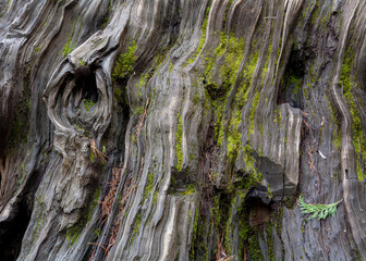 Wood texture and background - tree bark