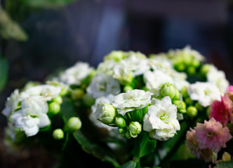 Obraz na płótnie Canvas Small beautiful white roses. Blurred back of white roses