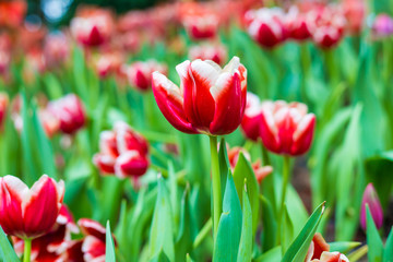 Colorful tulip winter flower in botanic garden