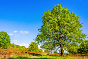 Landscape in spring with big oak tree and hiking trail