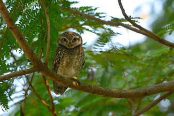 Spotted owlet, Athene brama, Beautiful bird in Thailand.
