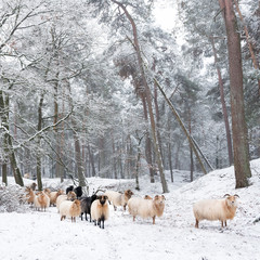 flock of sheep in snow between trees of winter forest near utrecht in holland