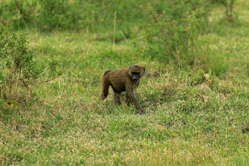 Baboon, Ngorongoro Conservation Area, Tanzania 