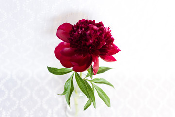Red dahlia in a bottle vase